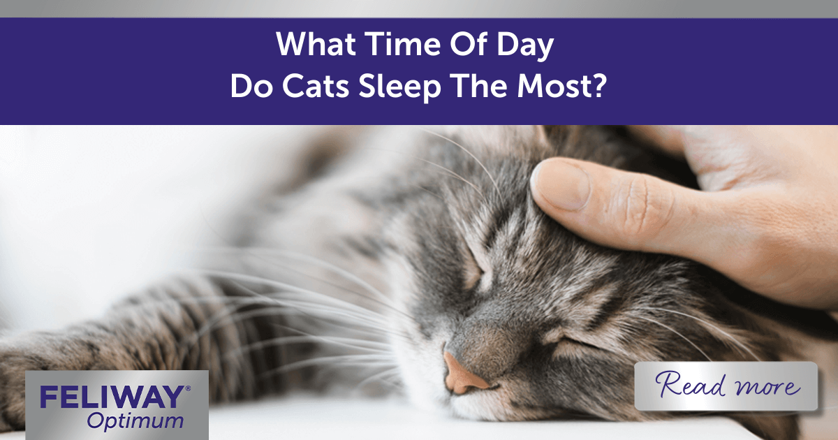 What Time Of Day Do Cats Sleep The Most?